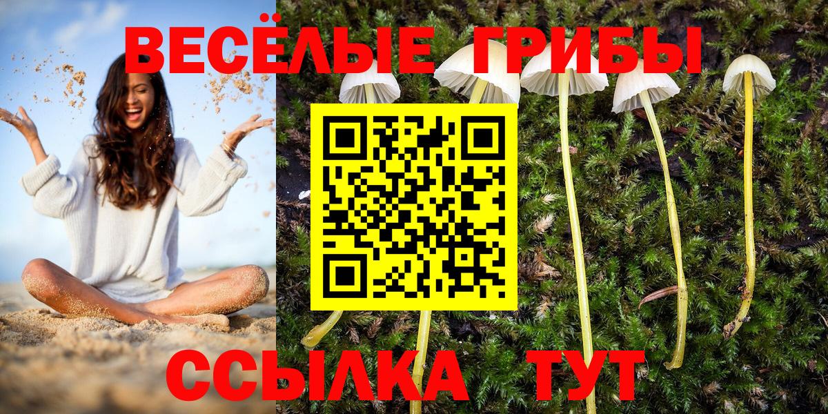Псилоцибиновые грибы Cubensis Бор
