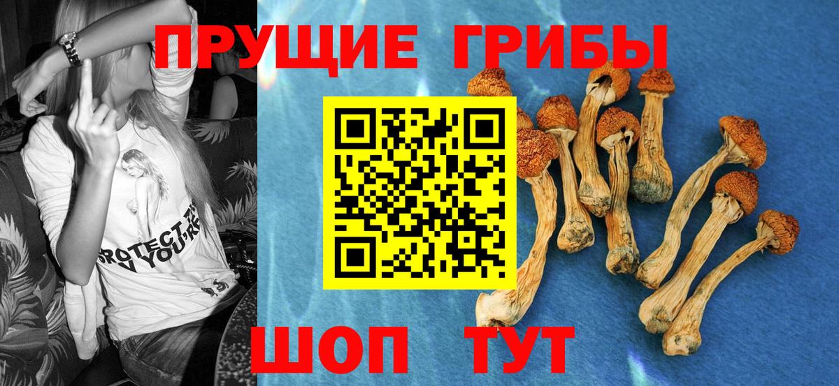 Галлюциногенные грибы Cubensis  Бор  Галлюциногенные грибы Cubensis 